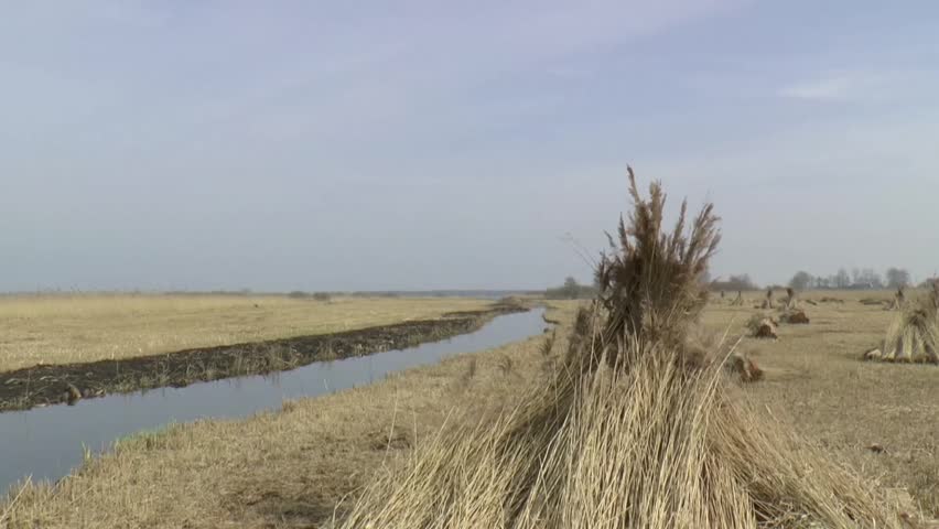 Phragmites australis. Reed plant used for thatching, original historic materials