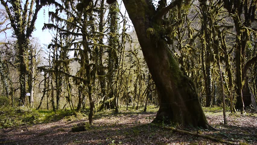 Moss on Trees in Mountain Gorge