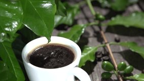 Cup of coffee on a background of green leaves of the coffee tree. Drop dripping from a leaf and drops in a cup of coffee. Slow motion 240 fps.  1080p full HD video footage