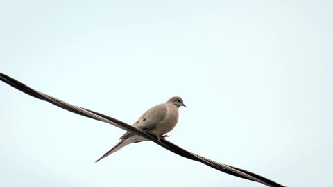 Bird on wire, mourning dove (Zenaida macroura) flies away in slow motion 