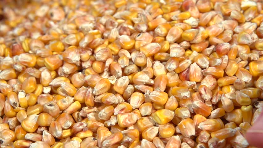 farmer pours corn grain slow motion Stock-video (100 % royaltyfri) 9432362 ...
