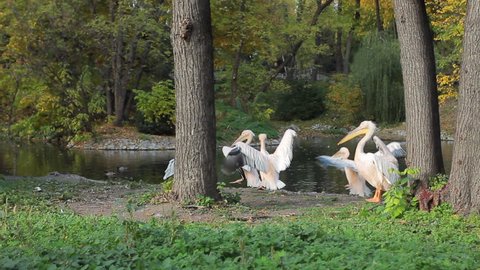 pelicans flap their wings near pond in Zoo
