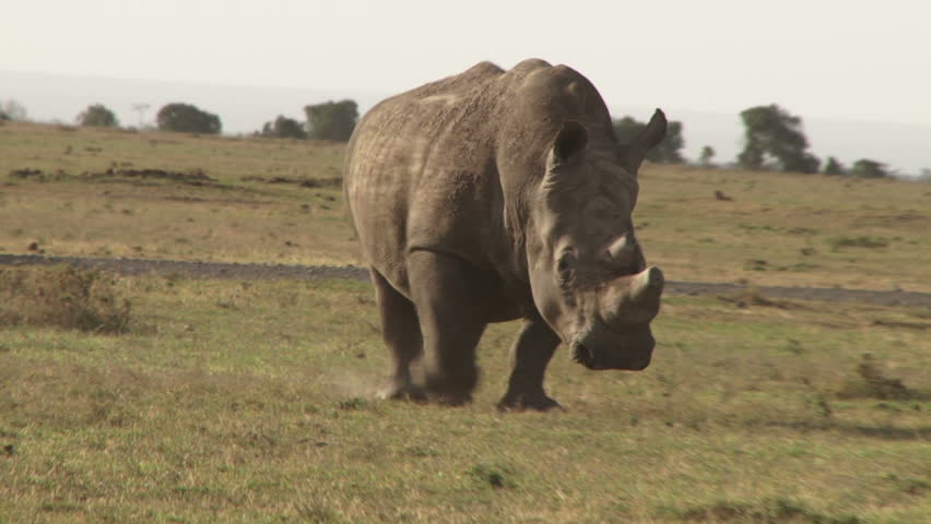 A white rhino running past the camera.
 Royalty-Free Stock Footage #9435896