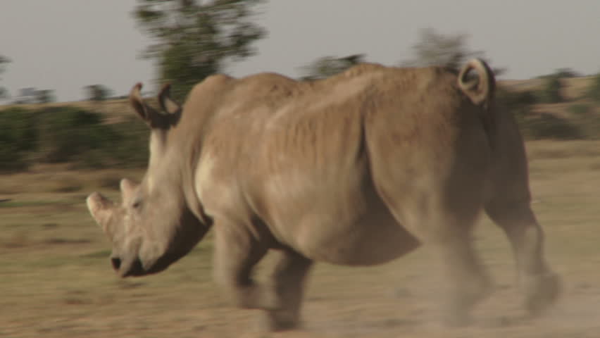 A white rhino running past the camera.
 Royalty-Free Stock Footage #9435902