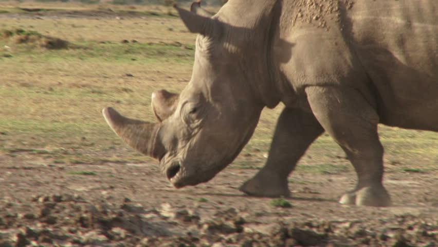 A white rhino running past the camera.
 Royalty-Free Stock Footage #9435908