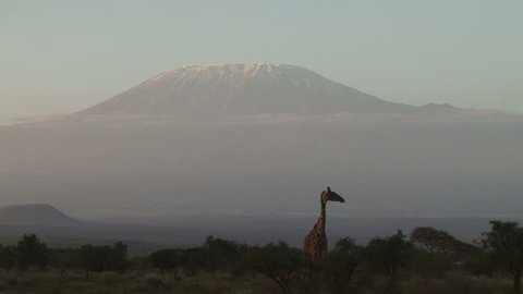giraffe and kilimanjaro in the morning light.
