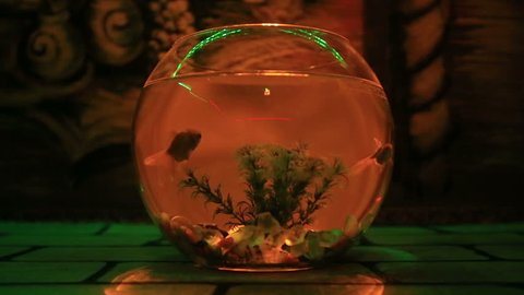goldfish swimming in an aquarium beautiful light and camera movement little goldfish swimming slowly in clear fishbowl