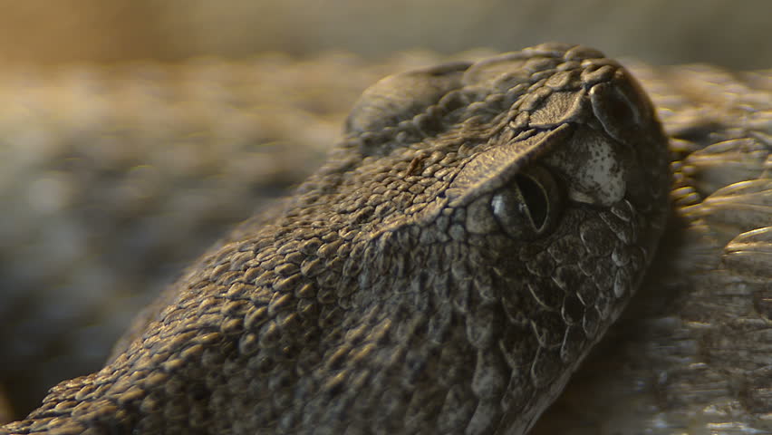 Southwestern Speckled Rattlesnake - Crotalus mitchellii pyrrhus eyes moving