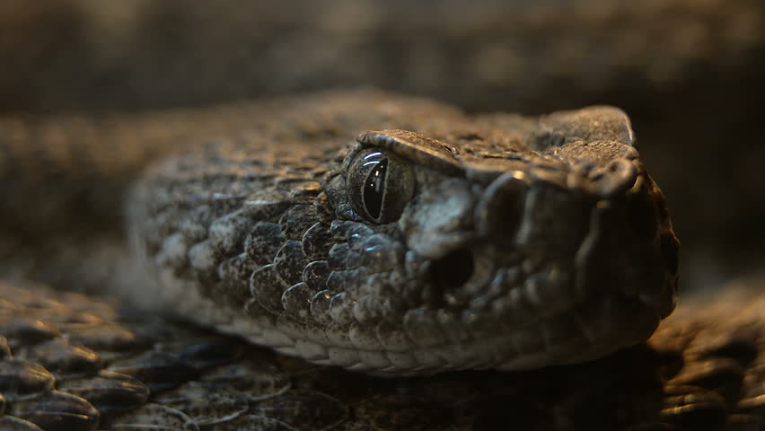 Southwestern Speckled Rattlesnake Crotalus mitchellii pyrrhus pupil dillating