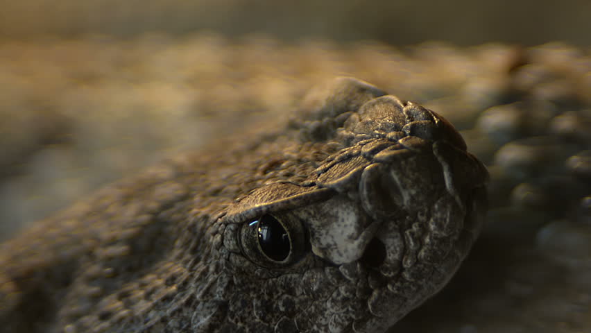Southwestern Speckled Rattlesnake - Crotalus mitchellii pyrrhus toungue movin