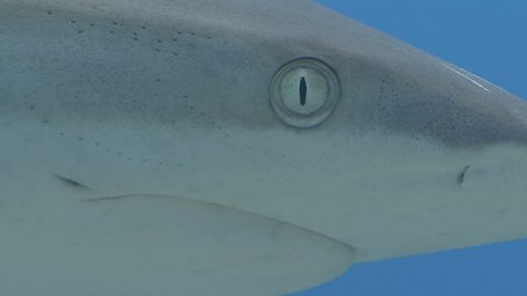 Close up of Shark head