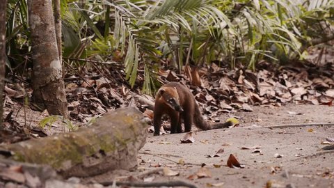Very curious South American coati (Nasua nasua), also known as ring-tailed coati, stares into the camera before it turns around and runs away.