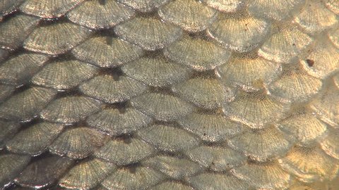 Carp fish scales closeup view. Metallic, golden fish scales.