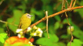 1920x1080 video - Oriental White Eye. a tropical bird common to Southeast Asia. perching on a tree branch near Chiang Mai. Thailand.