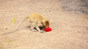 Video 1080p - Juvenile Crab Eating Macaque. industriously bites a hole in a plastic bag to sip the juice drink sealed inside. at Phra Prang Sam Yod. Thailand.