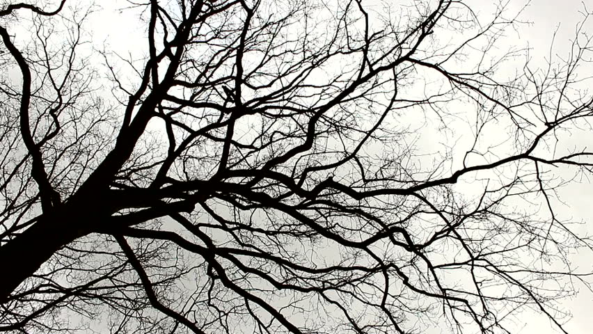 Windy day tree branches blowing storm