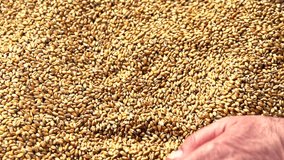 Grains of wheat.  Selected wheat falls out of the hands. Slow motion 240 fps. 1080p full HD video footage