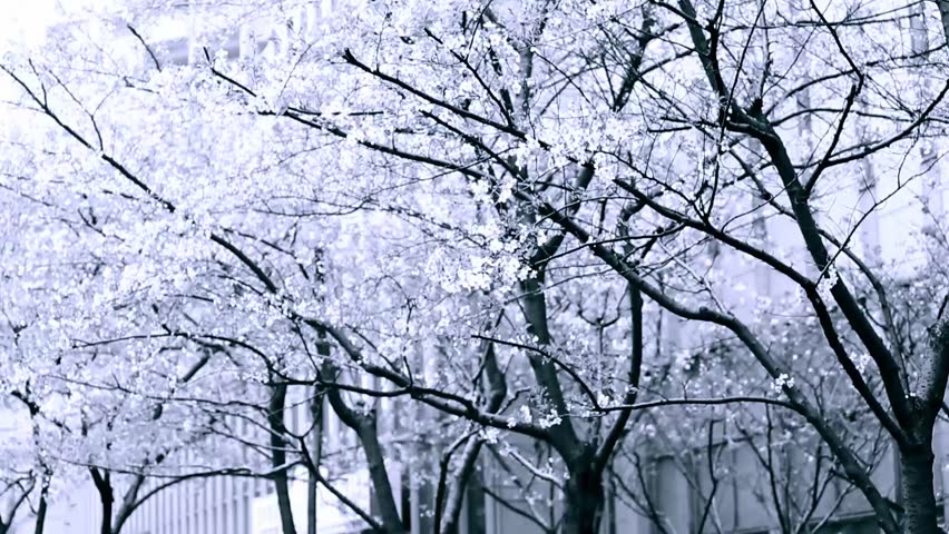 Sakura Tree Stock Footage Video 100 Royalty Free Shutterstock