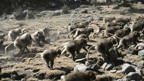 Gelada baboon in the Simien Mountains National Park, Ethiopia