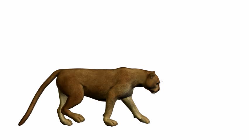 Puma Walking On a White Stock Footage 