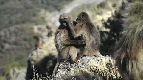 Gelada baboon in the Simien Mountains National Park, Ethiopia