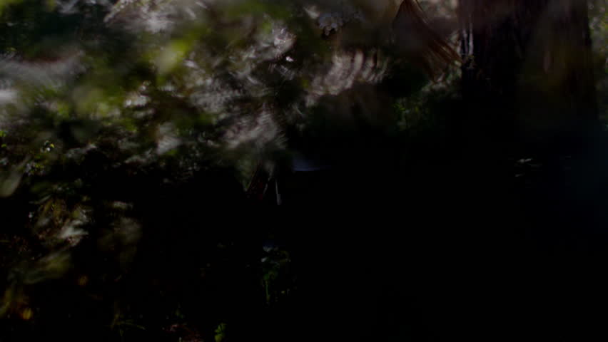 girl dancing in the morning forest