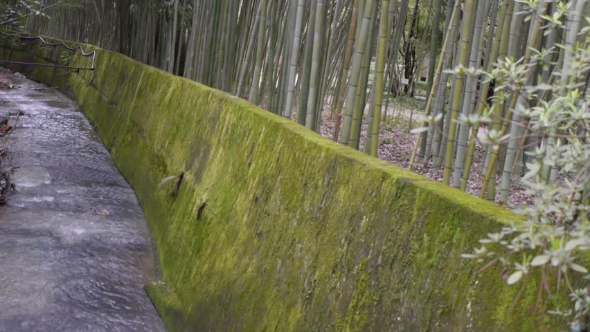 Bamboo on Little River Banks in Botanic Garden