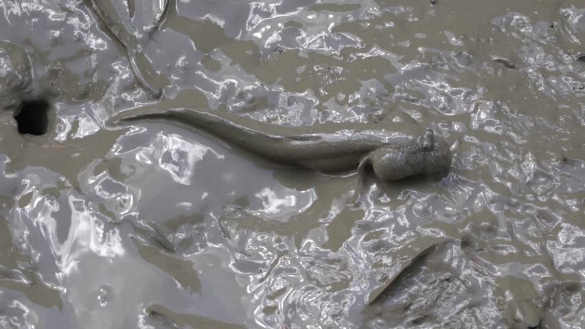 Mudskipper on the wetland