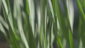 Shallow depth of field green grass outdoor 4K 2160p UltraHD footage - Natural background of green grass shallow DOF 4K 3840X2160 UHD video