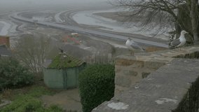 Pair of gulls on Mont St Michel tourist attraction of Normandy France 4K 2160p UltraHD footage - Seagull on Mont Saint-Michel walls historic symbol of French cultural  heritage 4K 3840X2160 UHD video