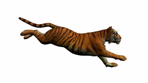 Tigre corriendo  Tiger, Animals amazing, Animals wild