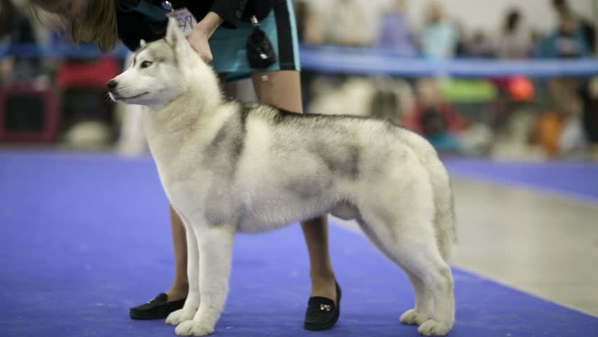 siberian husky show dog