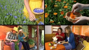 Hands gather herb flowers plants and young and old generations drinking herbal tea. Montage of video clips collage. Split screen. Black angular frame. 4K UHDTV 2160p