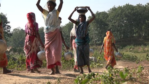 SRIMANGAL, BANGLADESH - 22 DECEMBER 2014: Unidentified women carry baskets of water on their heads, through the tea fields of Srimangal.