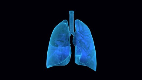 X-Ray y Anatomy of human Lungs in blue