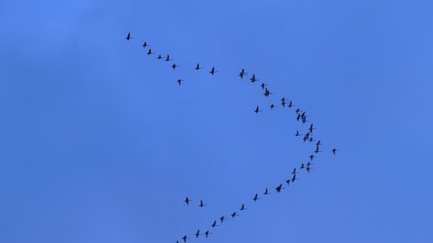 Fast flying flock Of Canadian geese headed North at dusk, but this video will work for South just as well!