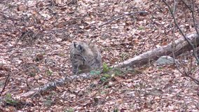 4K footage of an Eurasian Lynx  (Lynx Lynx) in the Bavarian Forest National Park (Nationalpark Bayerischer Wald) in Bavaria, Germany. The Lynx was reintroduced to the Bavarian Forest in the 1990s.