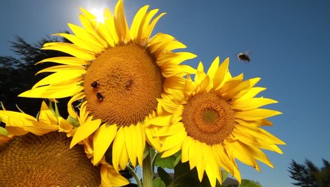Sunflowers and bees backlighting