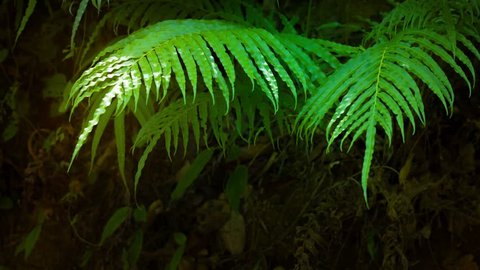 3840x2160 video - Delicate leaves of a sunlit wild fern plant fluttering in the breeze comprise the jungle undergrowth in a Southeast Asian wilderness.