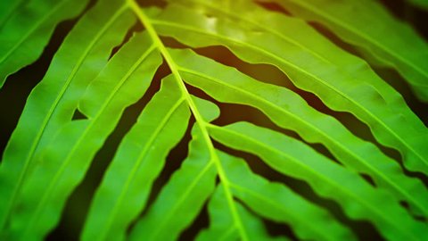 UltraHD video - Wild fern plant with its long. finger-like. glossy leaves swaying in the gentle breeze in the wilderness of Southeast Asia.