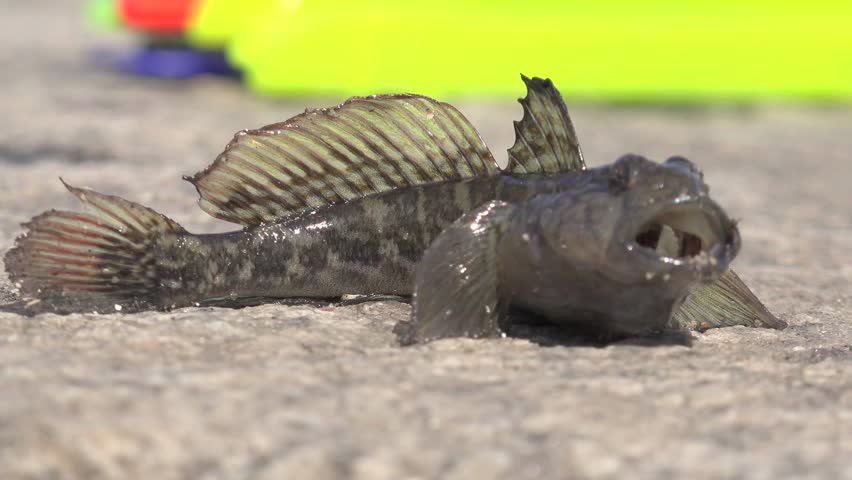 Live fish goby lies on stone