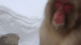Snow Monkey Portrait - High Definition Video