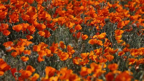 Beautiful Poppy Field - Each Spring the poppy fields bloom in Southern California, near Antelope Valley - High Definition Video