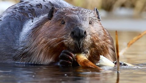 movie of a wild beaver near lake, nature series