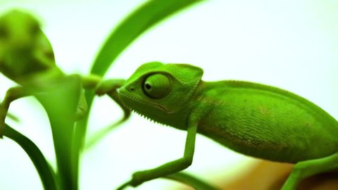 Closeup of a couple  baby green chameleon 