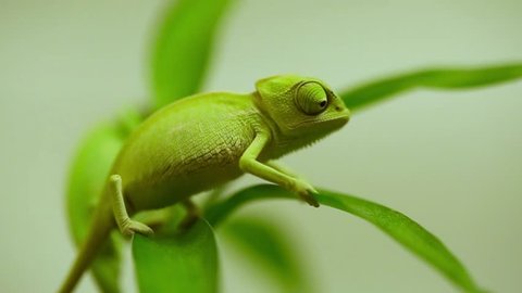 Closeup of a baby green chameleon