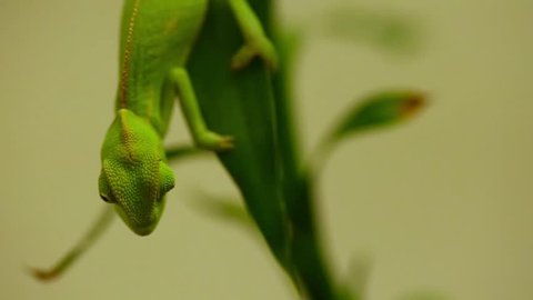 Closeup of a couple baby green chameleon