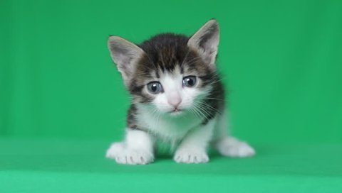 cute kitten meowing on a green screen, close-up, chroma key