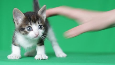 cute kitty mews and shakes her head on a green screen, close-up, chroma key