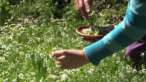 Closeup of young and old woman hands pick camomile flower blooms in wicker dish. Shot on Canon XA25. Full HD 1080p. Progressive scan 25fps. Tripod.